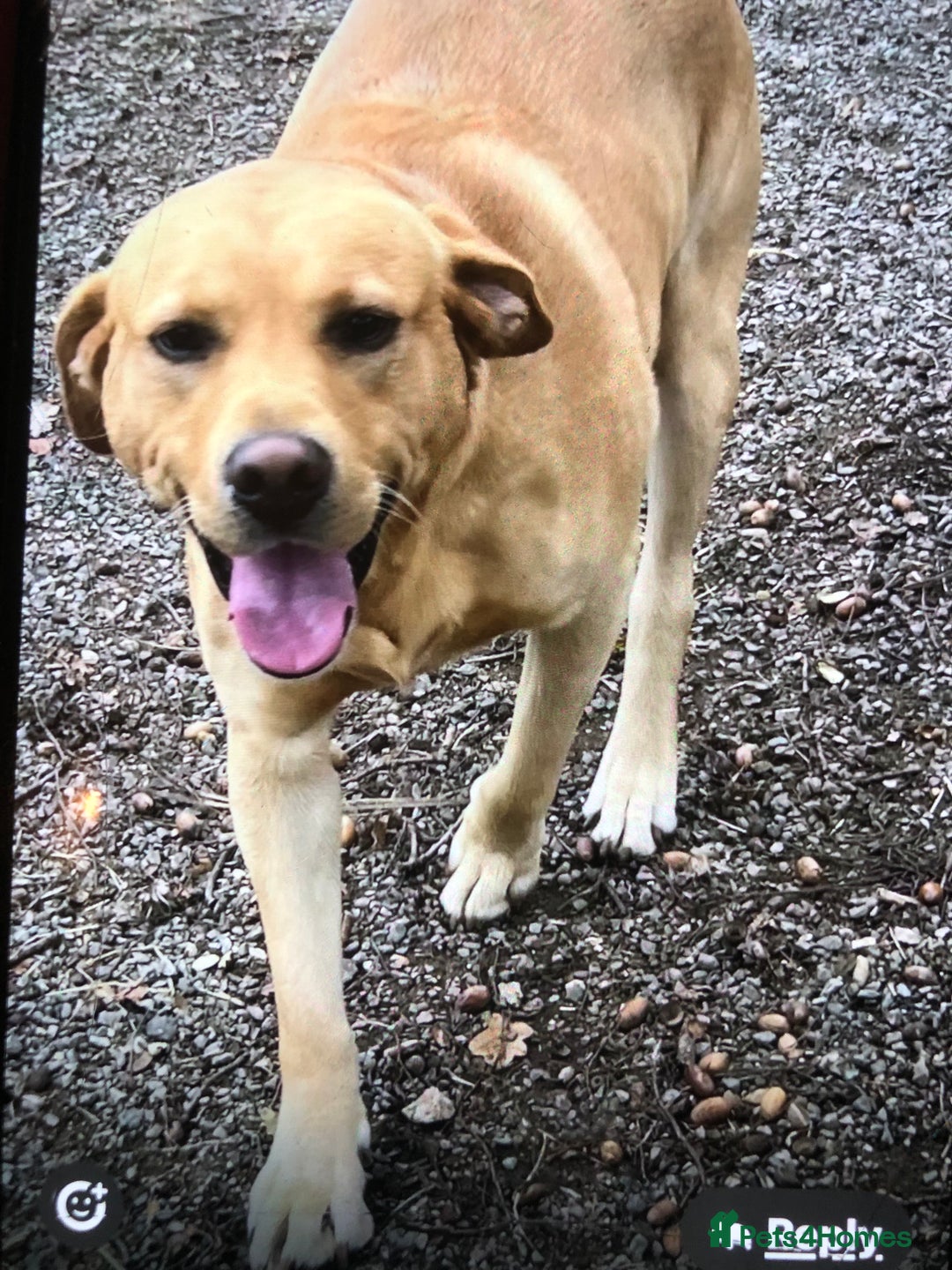 Labradoodle dogs for sale: READY NOW TOP QUALITY Standard F1 Labradoodles - Advert 12