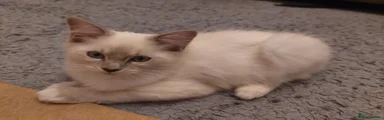 Ragdoll 1