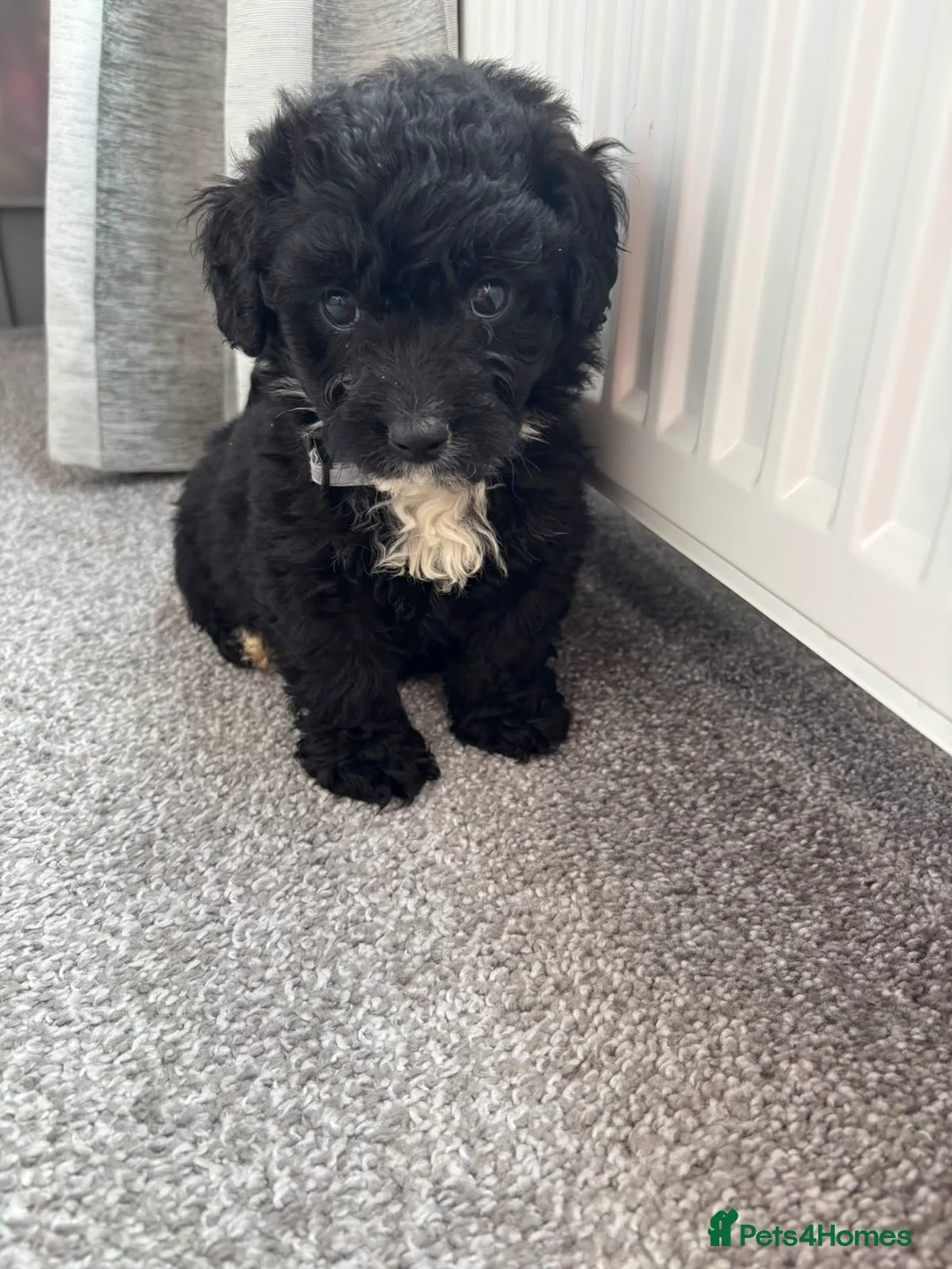 Yorkiepoo dogs for sale: 5 stunning yorkiepoo puppies  in Cambridge - Advert 22