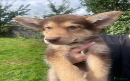 Mixed Breed dogs for sale: German Shepherd cross Malamute Puppies Ready Now  - Image 11