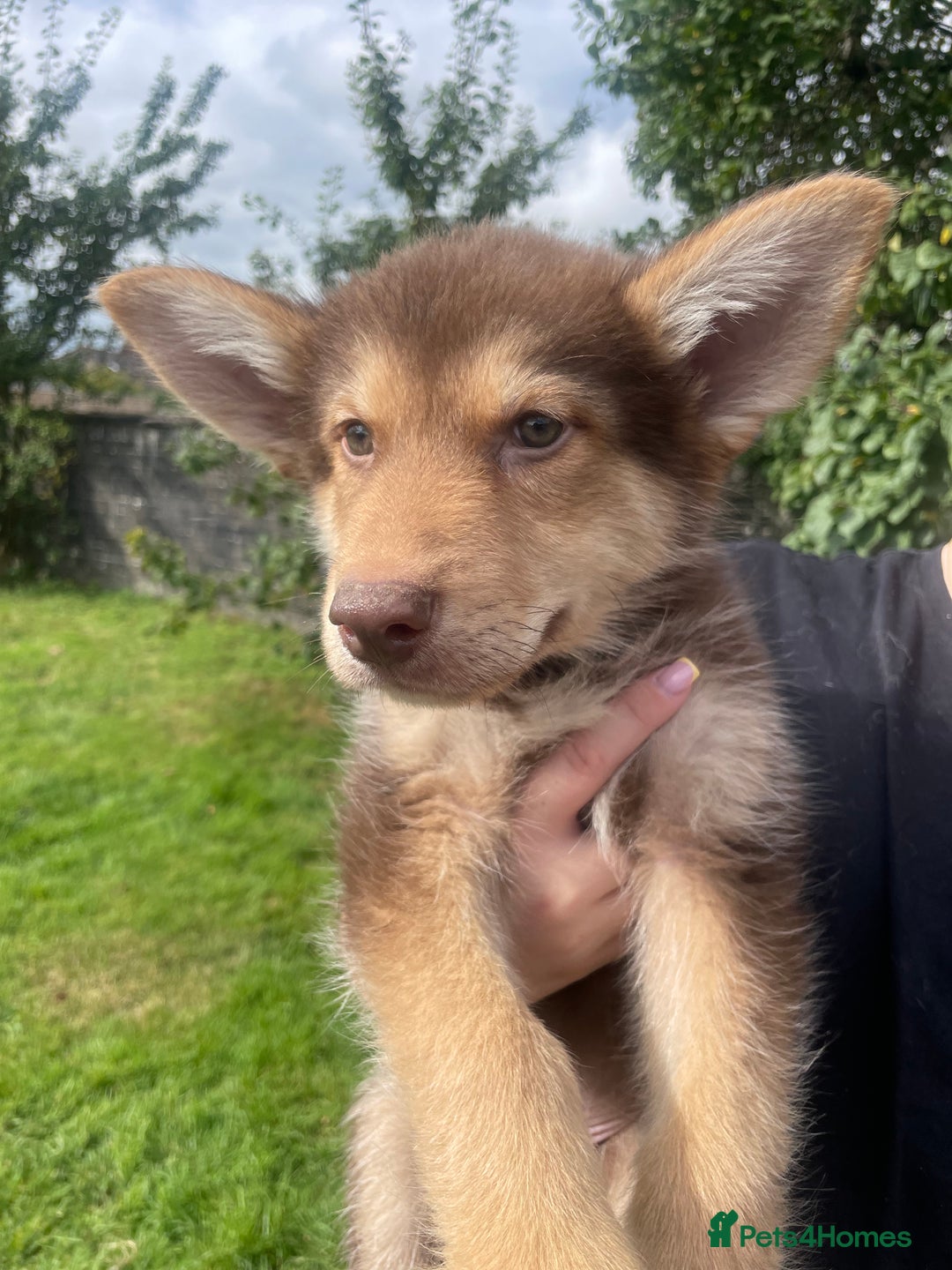 Mixed Breed dogs for sale: German Shepherd cross Malamute Puppies Ready Now  - Image 11