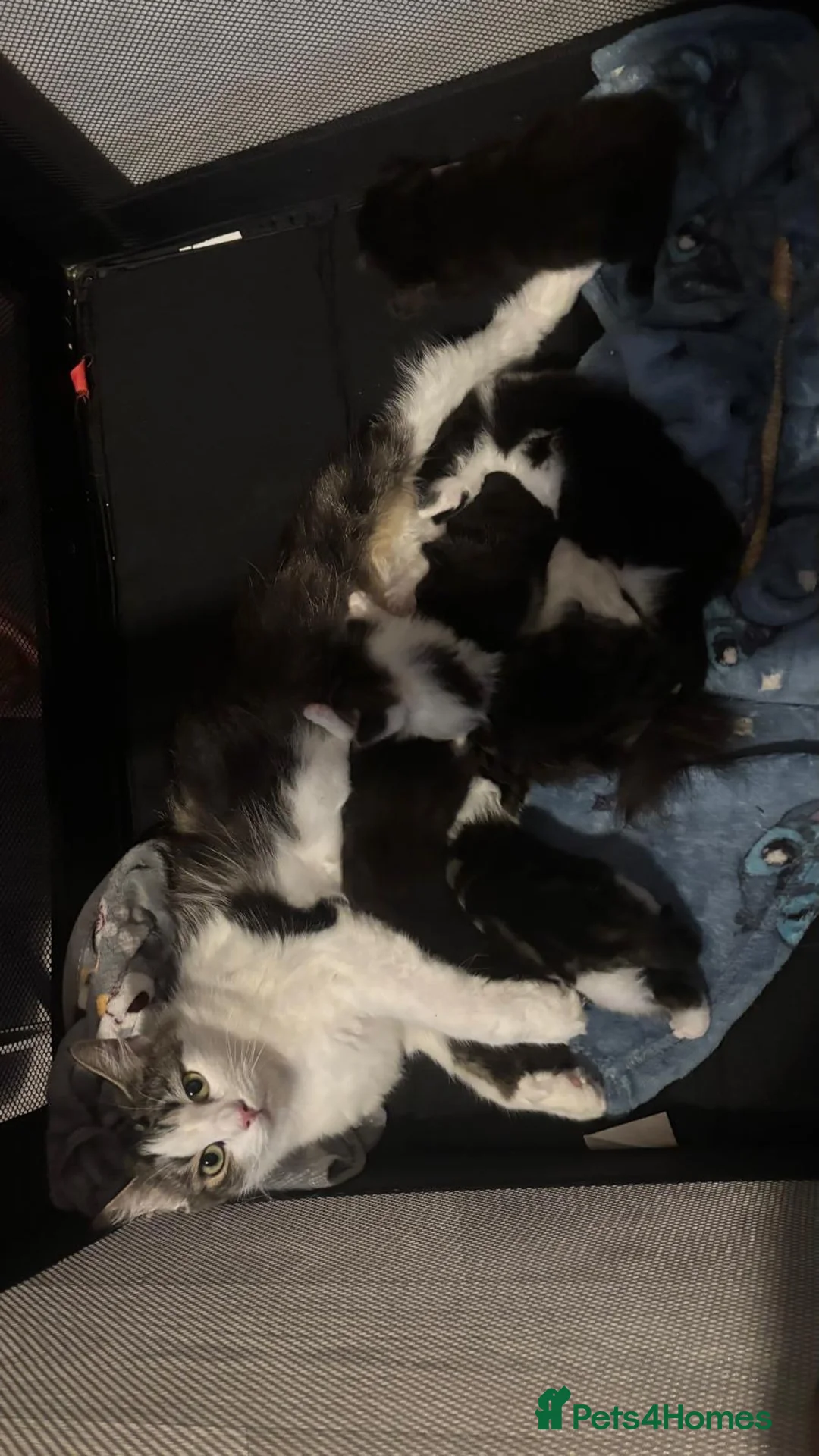 Mixed Breed cats for sale: Fluffy tabby kittens  in Coventry - Advert 1