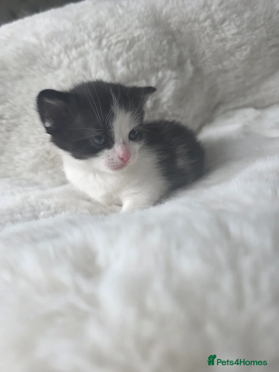 Mixed Breed cats for sale: 🐾 Adorable Male Kittens 🐾 - Advert 2