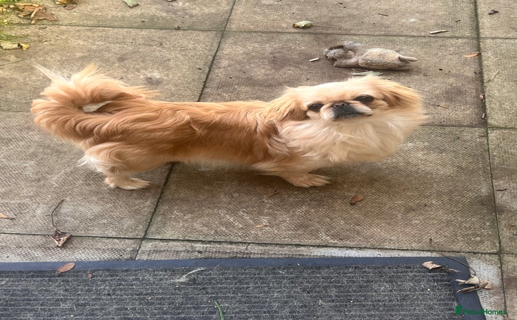 Pekingese dogs - Advert 1