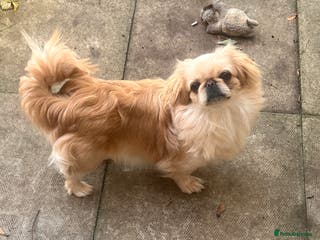 Pekingese dogs Pekingese - Advert 2