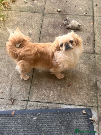 Pekingese dogs - Advert 1