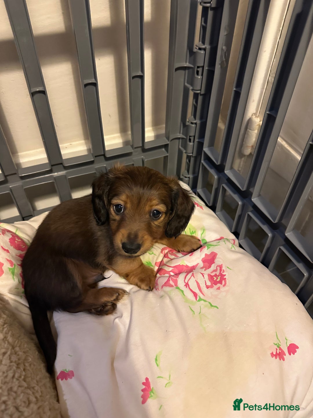 Miniature Dachshund dogs for sale:  Long haired miniature dachshund litter  - Advert 5