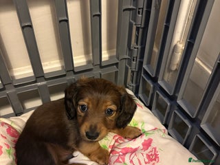 Miniature Dachshund dogs Long haired miniature dachshund litter - Advert 5