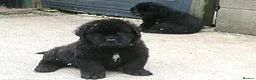 Newfoundland dogs for sale: Newfoundland puppies from Imp lines - Advert 6