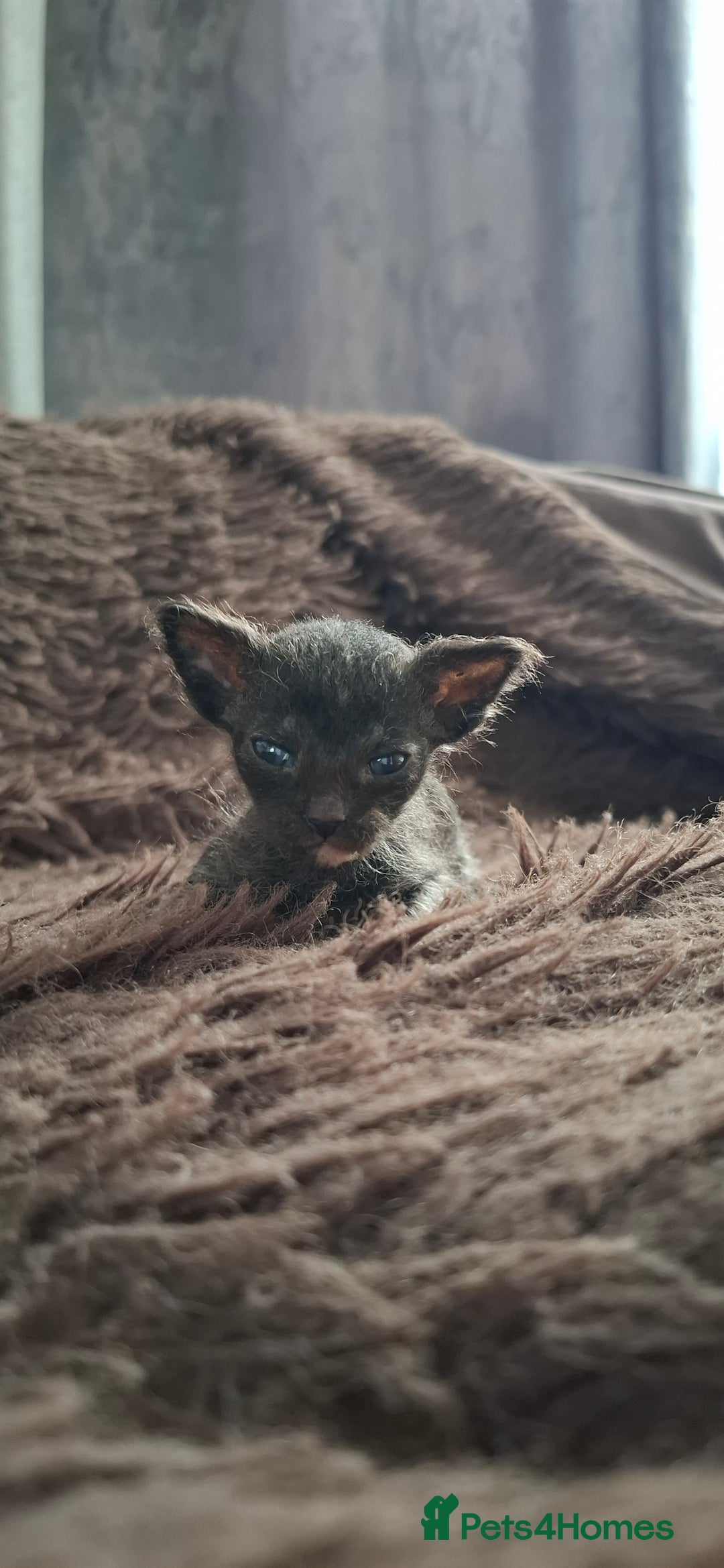 Sphynx cats for sale: Sphynx mix kittens  - Image 6