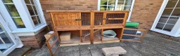 Mini Lop rabbits for sale: Mini Lop siblings & hutch FOR SALE (10 weeks) - Advert 6