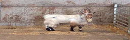 Goats livestock for sale: Selection of goats for sale  - Advert 2