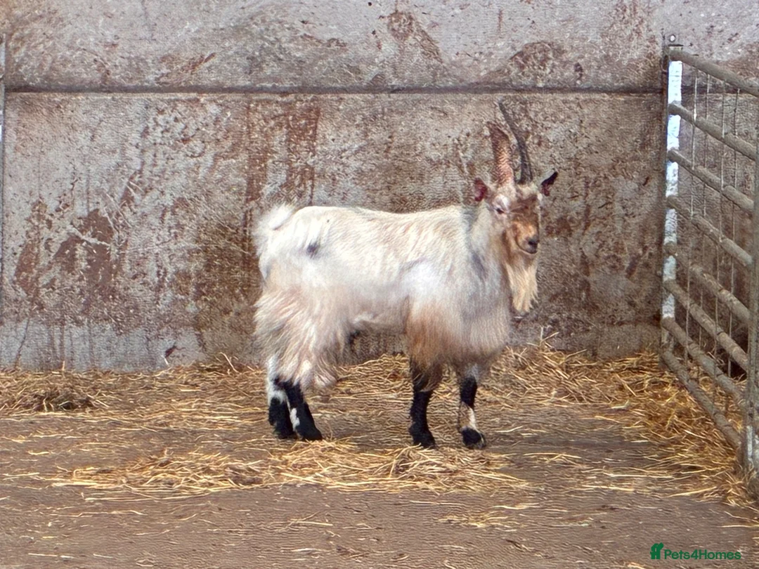 Goats livestock for sale: Selection of goats for sale  - Advert 2
