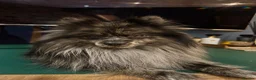 Pomeranian dogs for stud: High-Quality Blue Merle Pomeranian Stud| Abu Dhabi - Advert 2