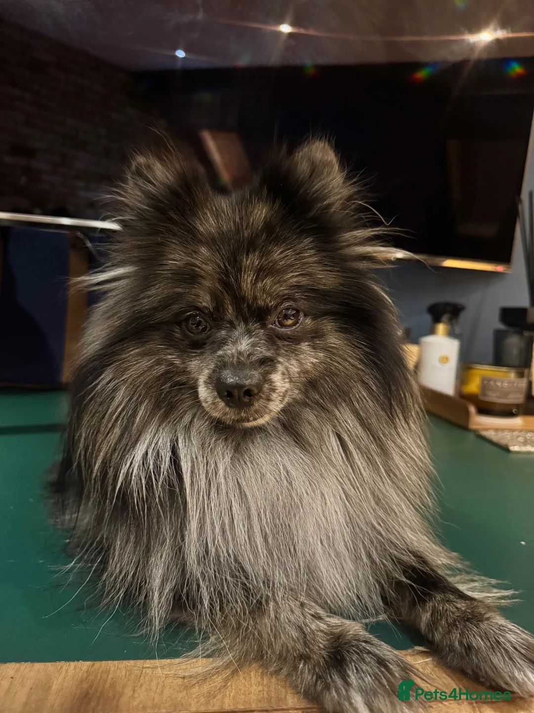 Pomeranian dogs for stud: High-Quality Blue Merle Pomeranian Stud| Abu Dhabi - Advert 2
