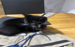 Mixed Breed cats for sale: Black & white kittens need their forever homes - Image 8