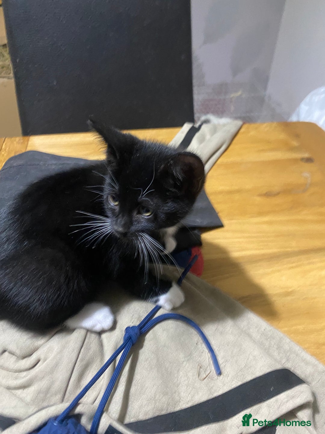 Mixed Breed cats for sale: Black & white kittens need their forever homes - Image 8