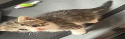Norwegian Forest Cat cats for sale: Two female Norwegian Forest kittens  in Blyth - Advert 10