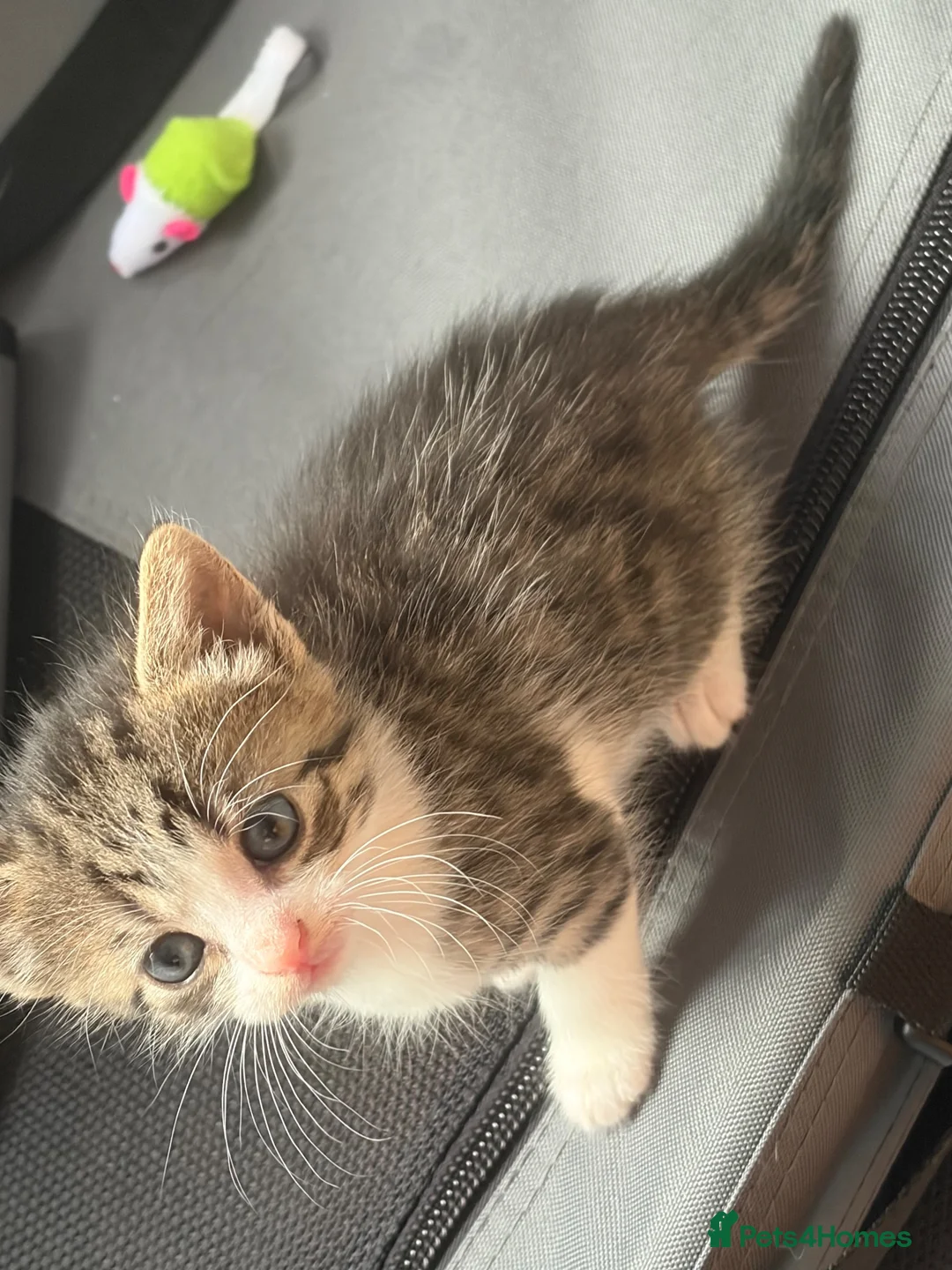 Norwegian Forest Cat cats for sale: Two female Norwegian Forest kittens  in Blyth - Advert 10