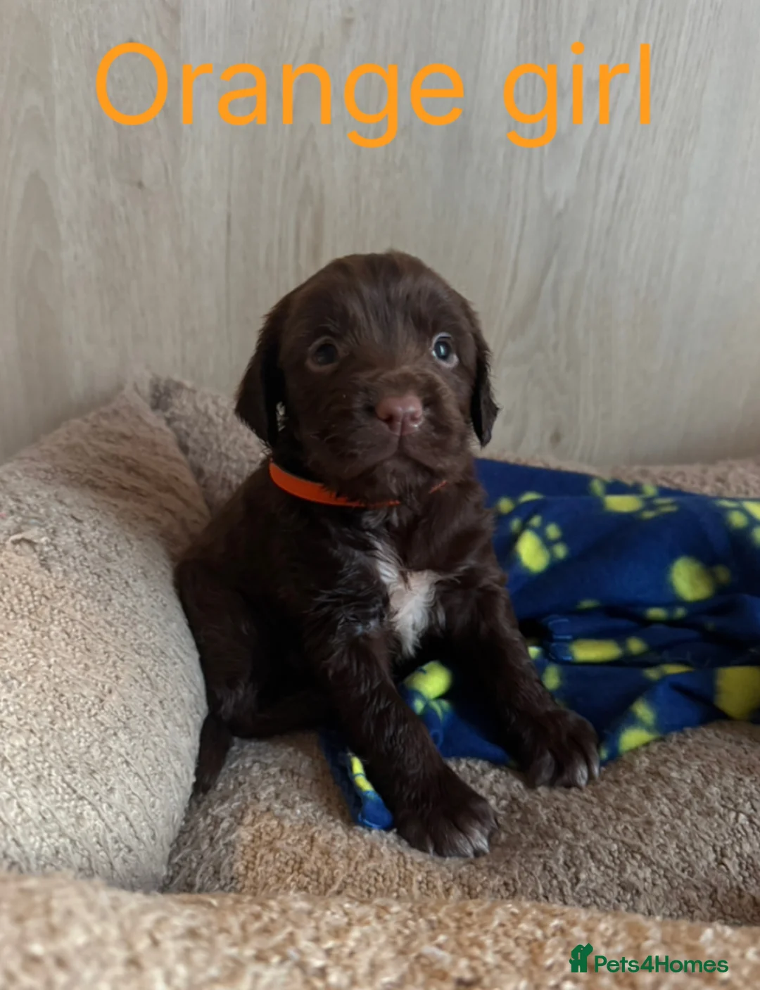 Sprocker dogs for sale: 1 F1 sprocker pups beautiful chocolate and white - Advert 9