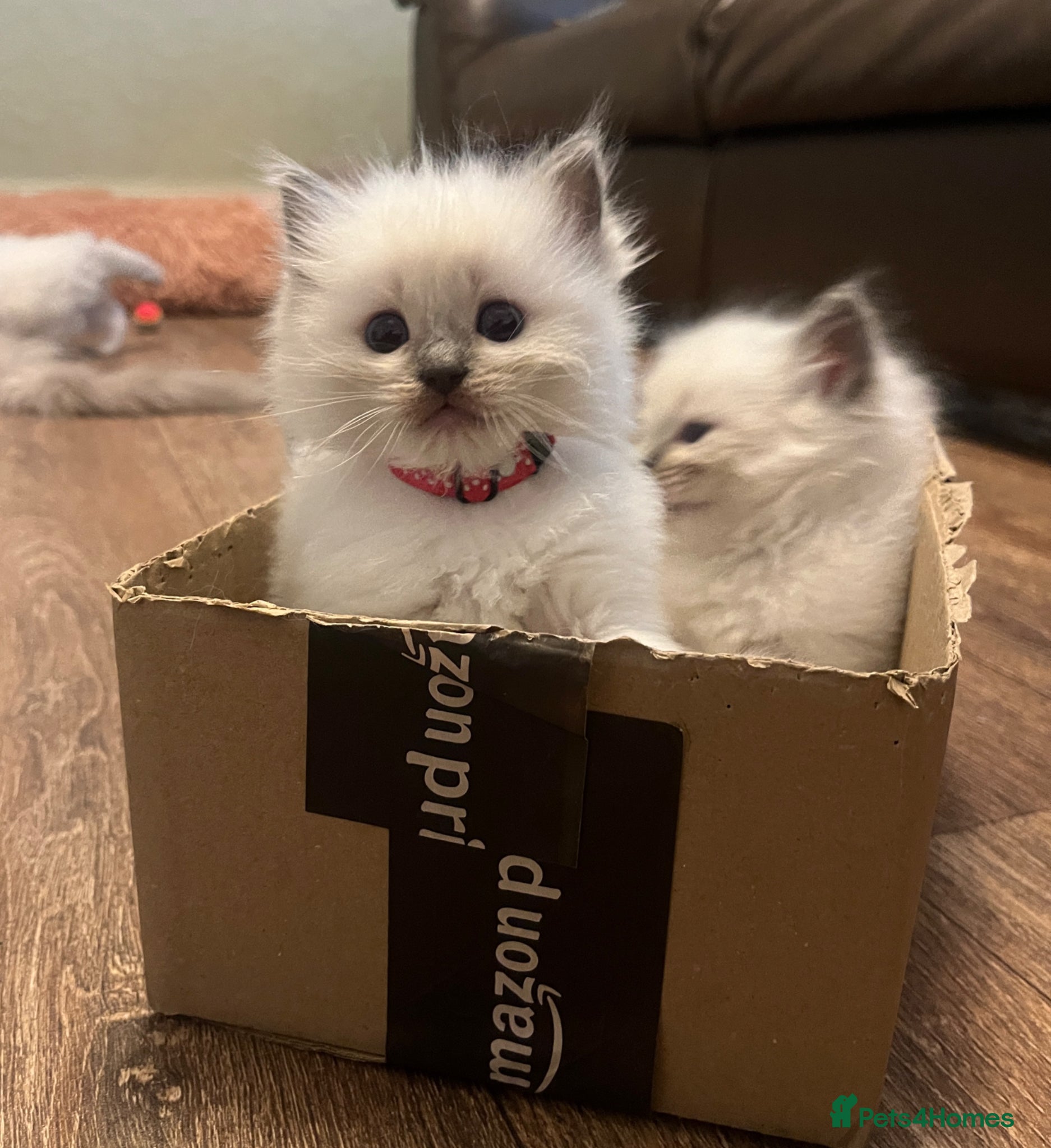 Ragdoll cats for sale: GCCF Registered Ragdoll Kittens  - Advert 11