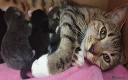 Mixed Breed cats for sale: Mixed part Bengal kittens - Image 5