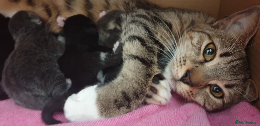 Mixed Breed cats for sale: Mixed part Bengal kittens - Image 5