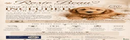 Cockapoo dogs for sale: Exceptional F1 Cockapoo Puppies in Leicester - Advert 8