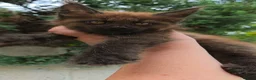 Maine Coon cats for sale: ✅✅❤️Show Quality Registered Maine Coon Kittens❤️✅✅ - Advert 31
