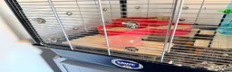 Hamster rodents for sale: Female Syrian hamster with cage and accessories - Advert 8