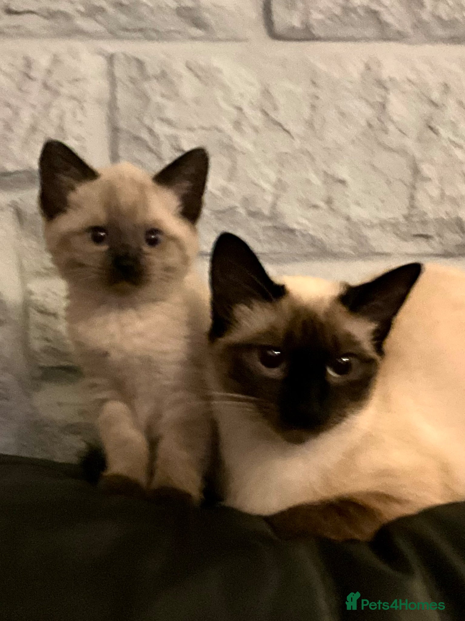 Ragdoll cats Lilac pointed seal kittens - Advert 4
