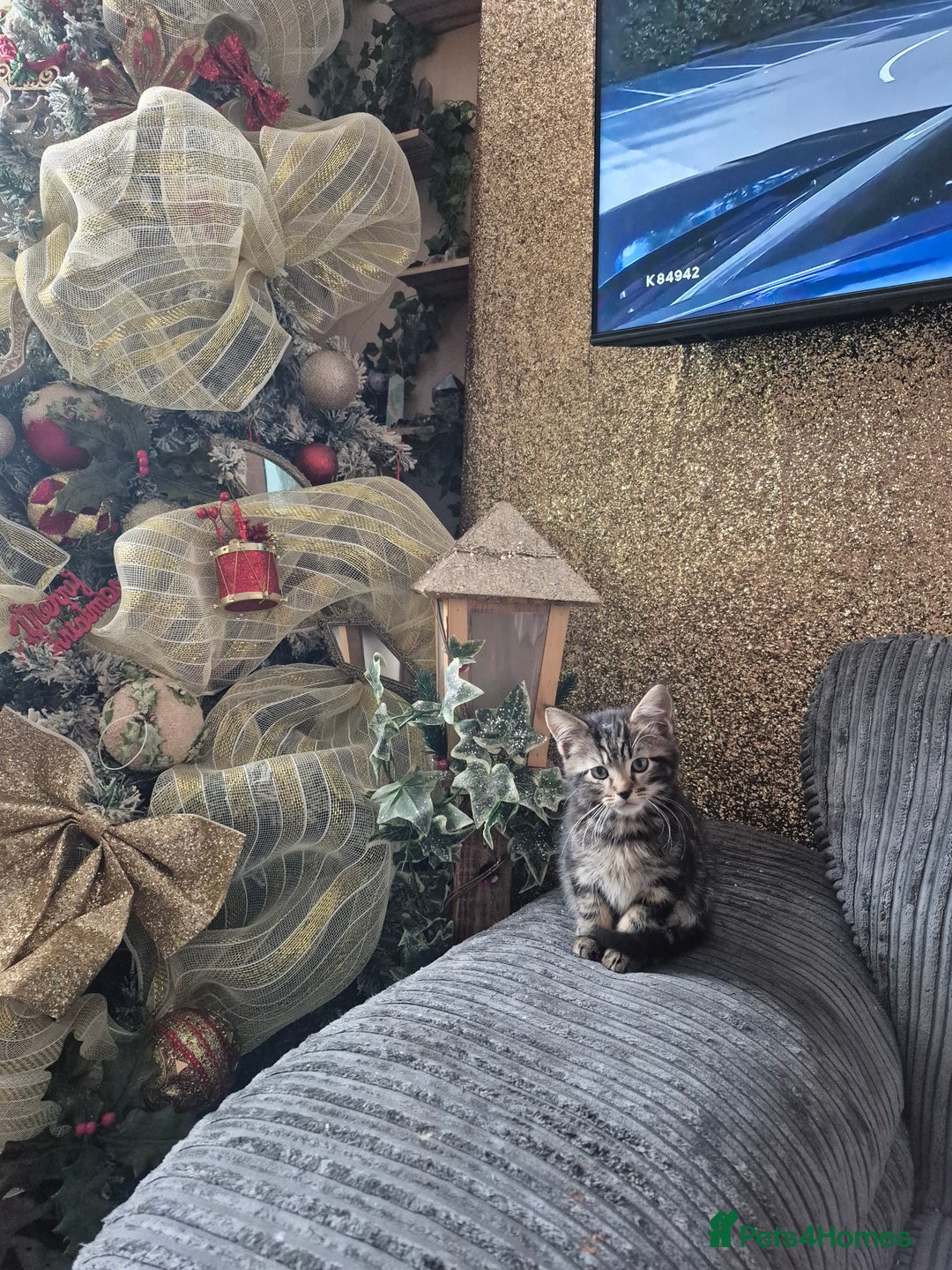 Maine Coon cats for sale: 💥💥 reduced 1 male left Mainecoon x domestic💥💥  - Advert 19