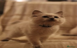Ragdoll cats for sale: Ragdoll Kittens, One male and one female.  - Image 3