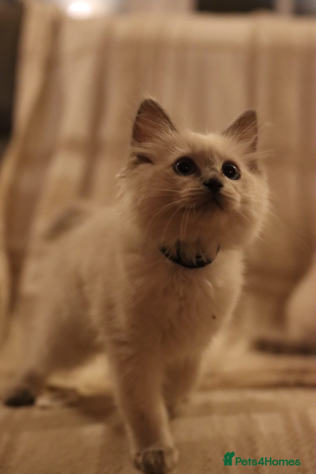 Ragdoll cats for sale: Ragdoll Kittens, One male and one female.  - Image 3