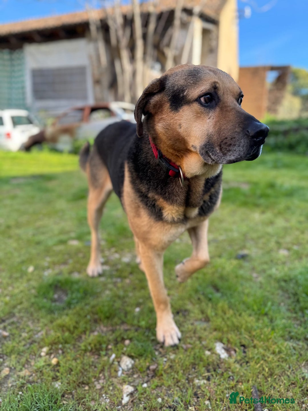 Mixed Breed dogs for adoption: A Life of Abuse please Help ! in Hengoed - Image 12