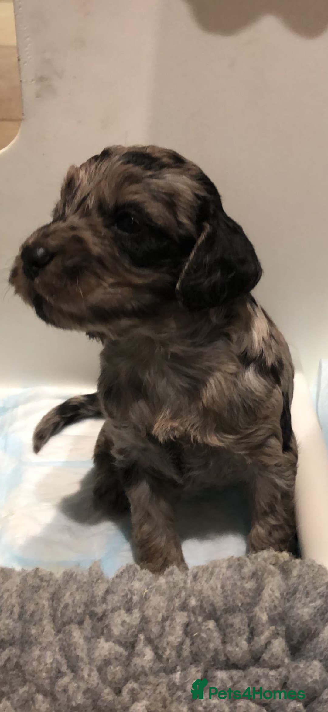 Cockapoo dogs for sale: Adorable Merle Cockapoo Puppies - Image 6