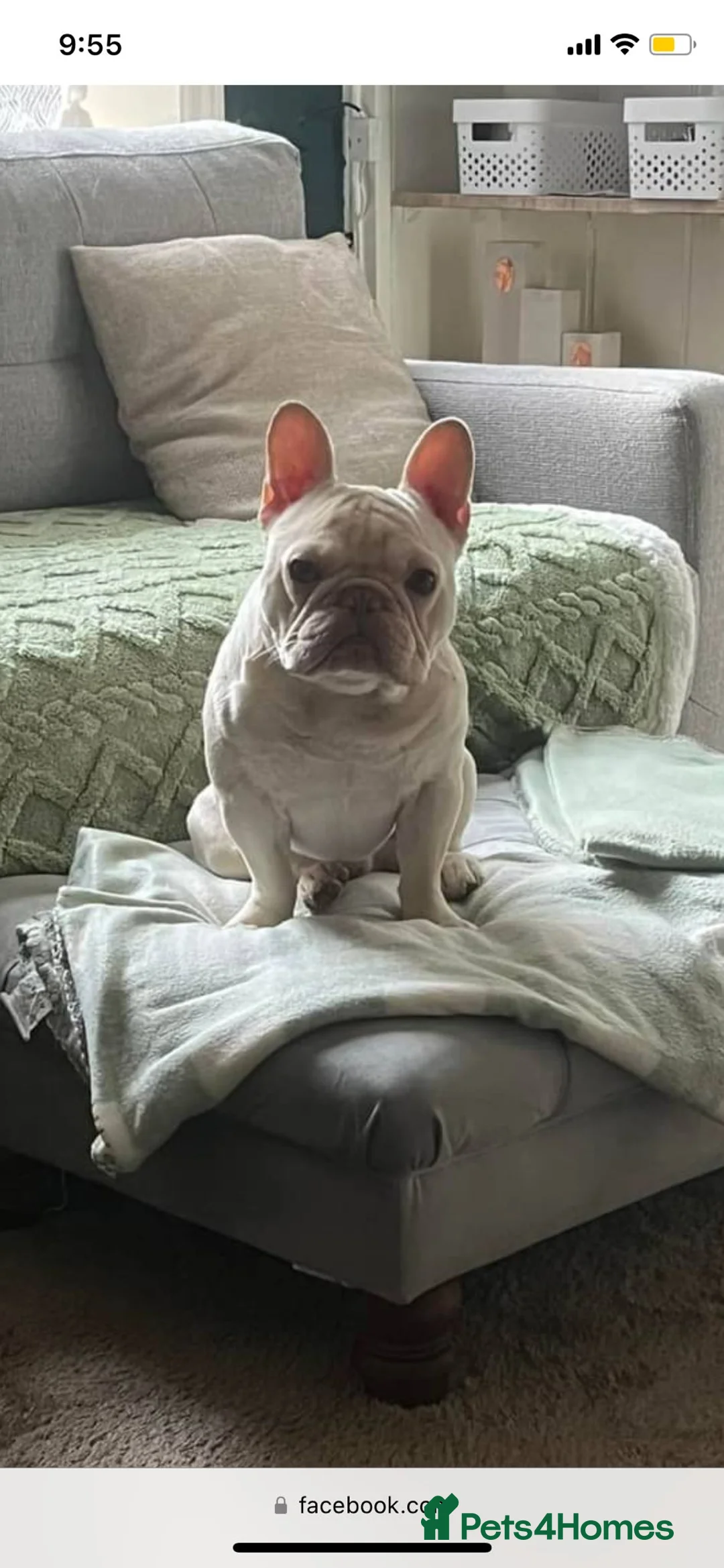 French Bulldog dogs for stud: Tiny 8kg Isabella and tan quad  - Advert 34