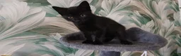 Mixed Breed cats for sale: FEMALE BLACK SAFC KITTEN READY TO GO - Advert 6