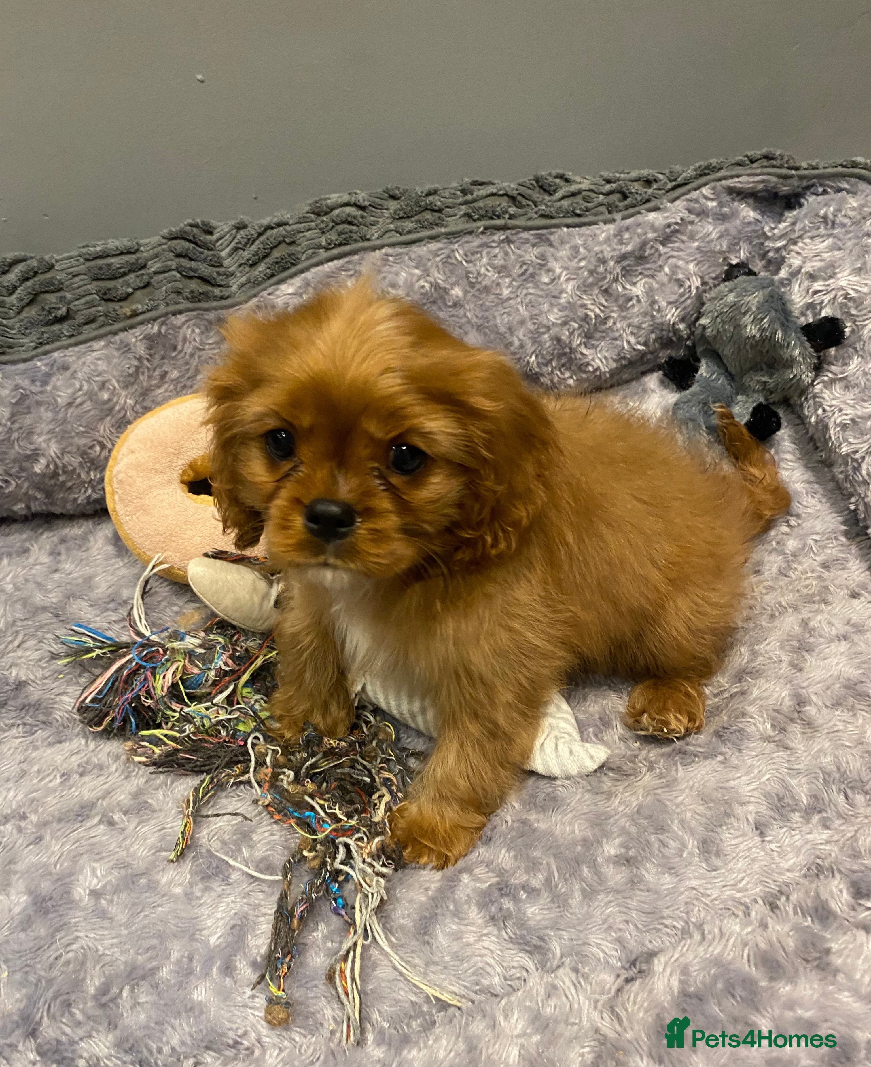 Cavalier King Charles Spaniel dogs Cavalier King Charles spaniel puppies  - Advert 4