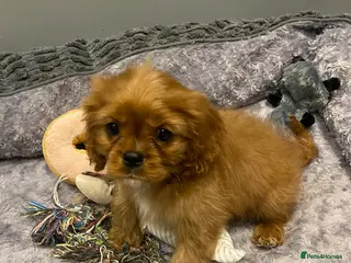 Cavalier King Charles Spaniel dogs Cavalier King Charles spaniel puppies - Advert 4