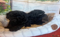Cavapoo dogs for sale: Cavapoo  - Image 13
