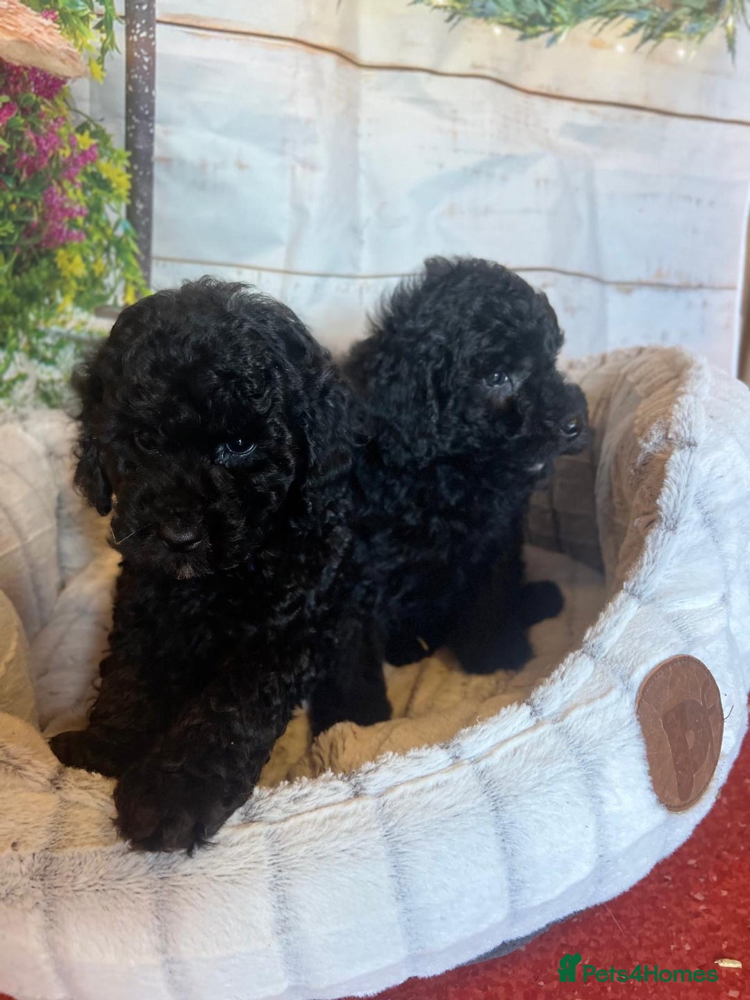 Cavapoo dogs for sale: Cavapoo  - Image 13