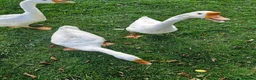 Geese poultry for sale: White Chinese geese  - Advert 6