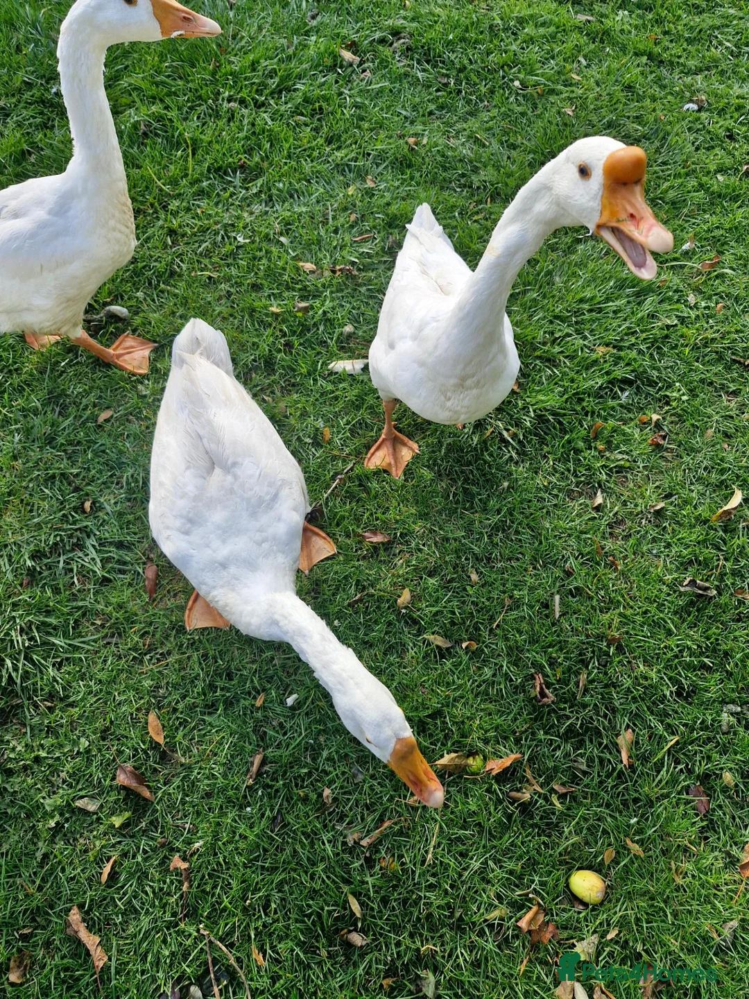 Geese poultry for sale: White Chinese geese  - Advert 6