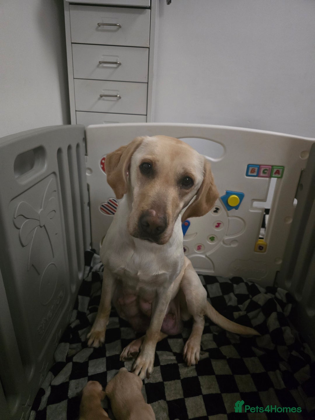 Labrador Retriever dogs for sale: Beautiful labrador retriever puppies  - Advert 4