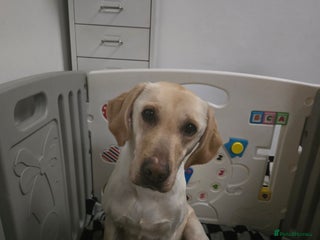 Labrador Retriever dogs Beautiful labrador retriever puppies - Advert 8