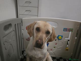 Labrador Retriever dogs Beautiful labrador retriever puppies - Advert 16