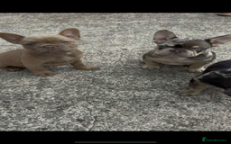 French Bulldog dogs for sale: French Bulldog puppies  - Image 3