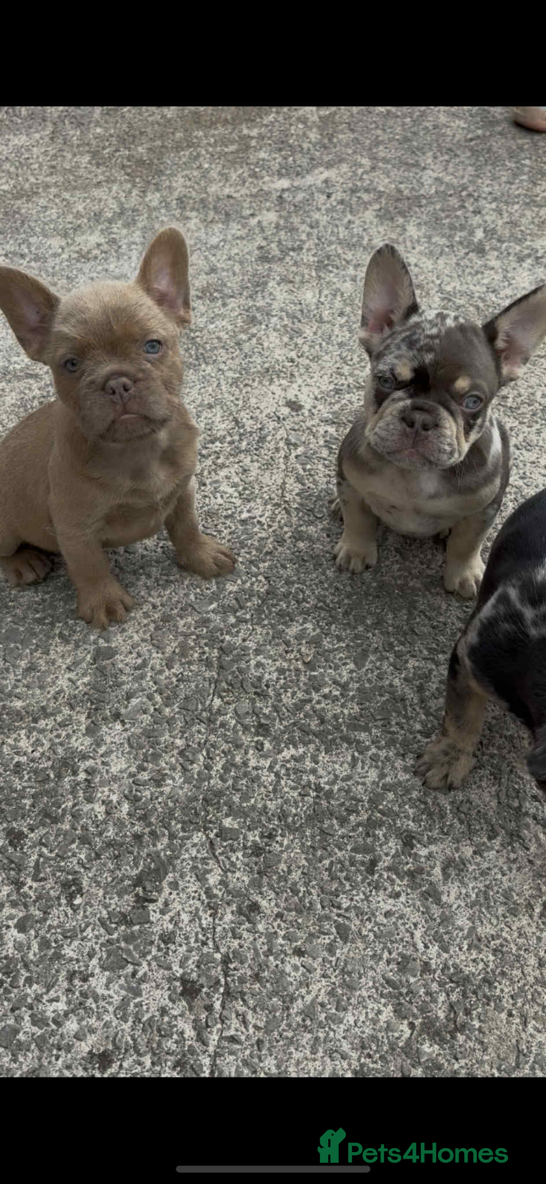 French Bulldog dogs for sale: French Bulldog puppies  - Image 3