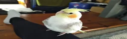 Cockatiels birds for sale: DNA sexed hand tamed cockatiels and Bourkes - Advert 3
